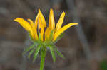 Missouri orange coneflower